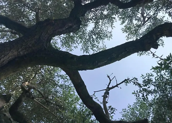 Apartamento Podere Nonno Franco