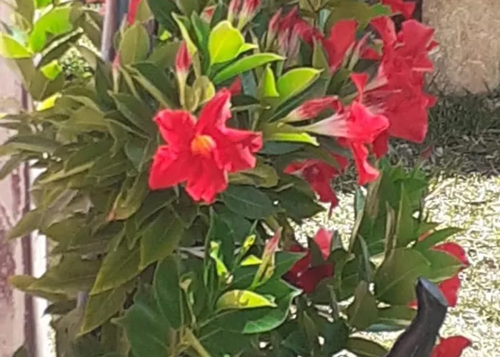 Apartamento Podere Nonno Franco *