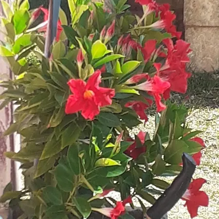 Apartamento Podere Nonno Franco *